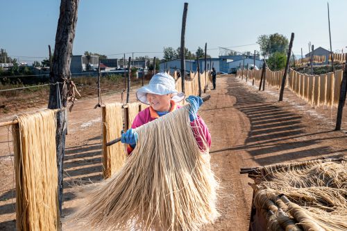 晾晒粉条（二）