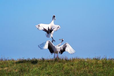 《晴空鹤舞两相欢》