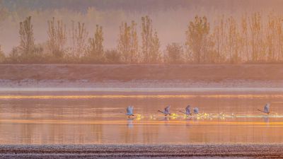 黄河沉沙池的早晨