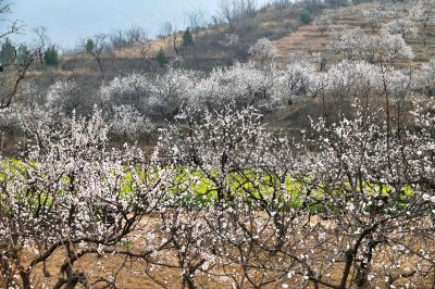 半坡杏花白，一山烟雨柔（1）