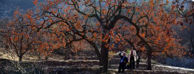 [原创]柿乡秋时游子归