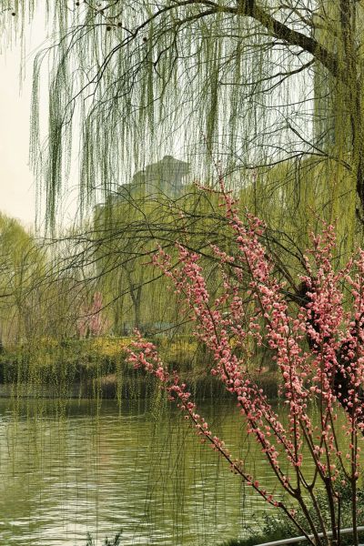 花红柳绿又一春（2）