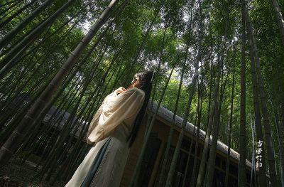 【古风. 竹韵】