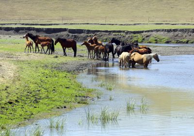 呼伦贝尔……河边的马儿