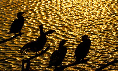 《夕照泊禽图》