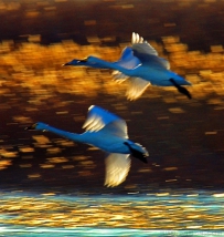 [原创]比翼双飞