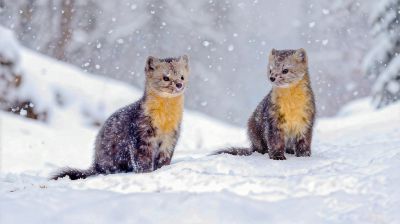 雪地小精灵一一紫貂
