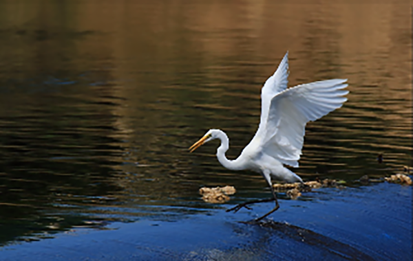 《 翩翩起舞 》