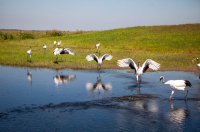 《欢快丹顶鹤》