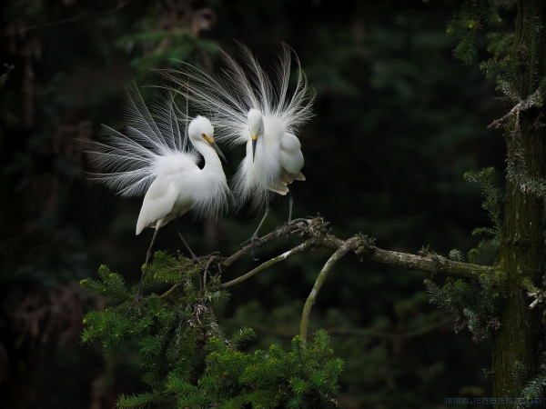 [原创]爱的绽放