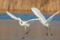 济南市鸟大白鹭在龙湖