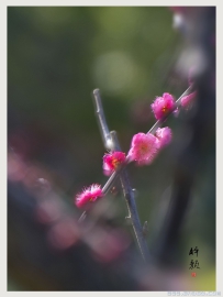 [原创]【醉 颜】