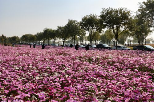 深秋的格桑花海