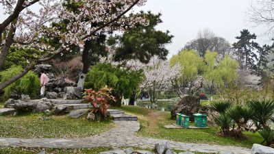 玄武湖踏青赏花