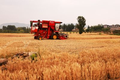 小麦丰收季