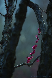 [原创] 疏是枝条艳是花