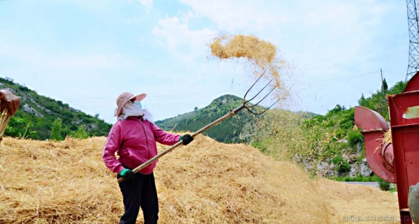 又是一年丰收季