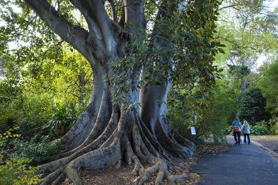 澳大利亚采风之旅 —— 墨尔本国家植物园（二）