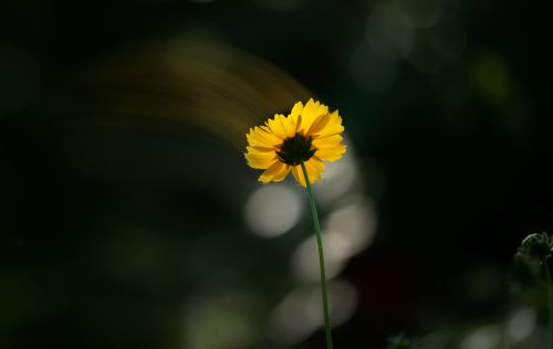 小花（尝试制作摇拍效果）