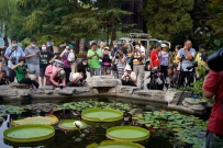 大明湖的王莲又开花了