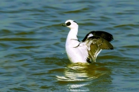 [原创]斑头秋沙鸭