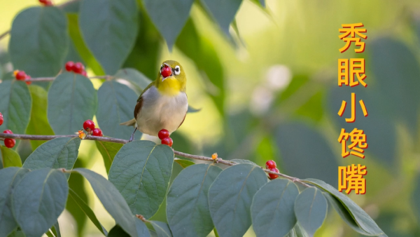 【视频】秀眼小馋嘴