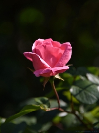 [原创]情窦初开