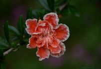 [原创]石榴裙下无英雄