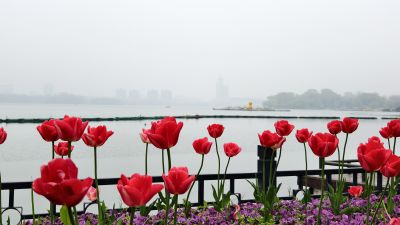 南京玄武湖踏青赏花15