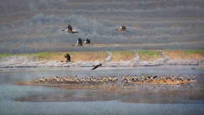 马树湿地 黑颈鹤