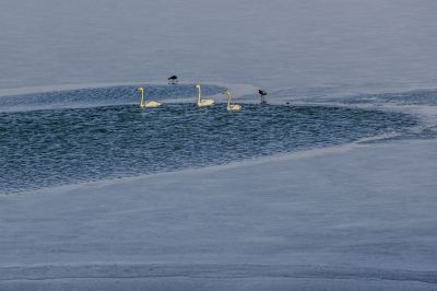 黄河沉沙池天鹅 1