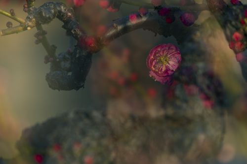 梅花季 梅之韵（三）