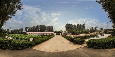 荷塘风光（初三拜个年福禄寿喜来拜访）