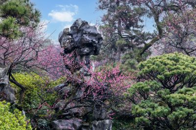 入山无处不花枝