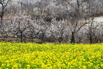 杏花白，菜花黄（3）