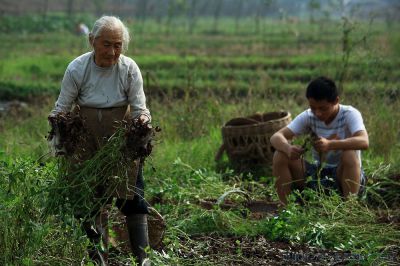 奶奶的一亩三分地