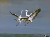 [原创]2022年首拍——沉砂池的苍鹭