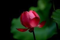 [原创] 红莲落故衣