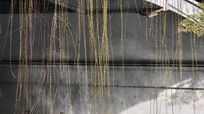 一丝垂柳吐绿芽11