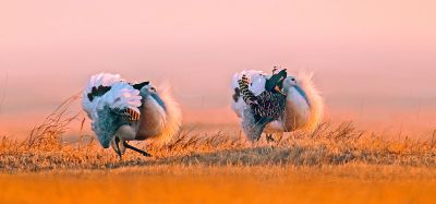草原熊猫一大鸨