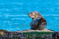 斑海豹：再见！