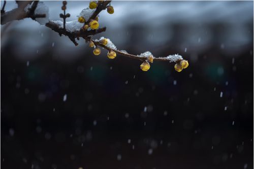 蜡梅迎雪