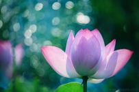 灼灼荷花瑞 亭亭出水中