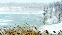 风雪天鹅湖
