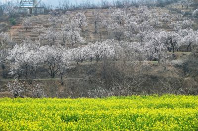 杏花白，菜花黄（1）