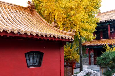 超凡脱俗秀群体，展叶伸枝傍梵音。