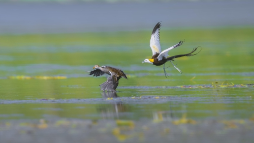 《 落荒而逃 》