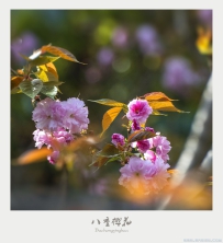 [原创]【朝花夕拾】八重樱