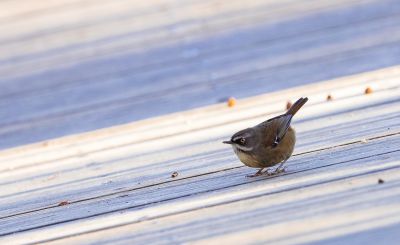 澳洲白眉岩刺莺