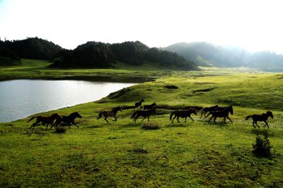 [原创]骏马奔驰